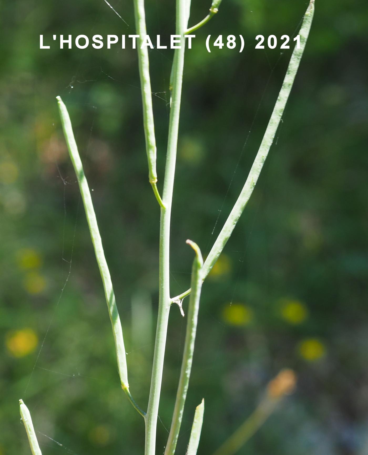 Rock-cress, [Cabbage-leaved] fruit